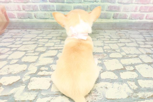 東京都のチワワ(スムース) (Coo&RIKU三軒茶屋店/2025年12月8日生まれ/女の子/クリームホワイト)の子犬の4枚目の画像