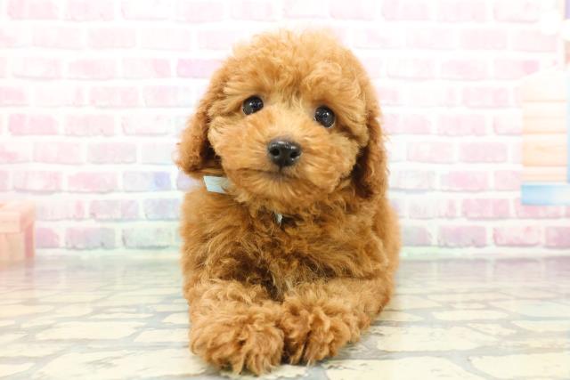 東京都のトイプードル(トイ) (Coo&RIKU板橋店/2025年12月8日生まれ/男の子/レッド)の子犬の1枚目の画像