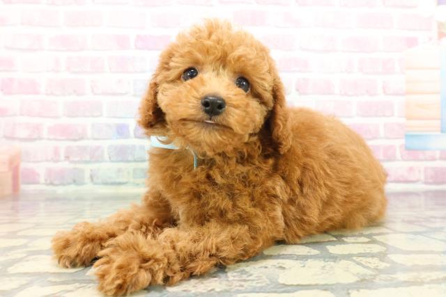 東京都のトイプードル(トイ) (Coo&RIKU板橋店/2025年12月8日生まれ/男の子/レッド)の子犬の2枚目の画像