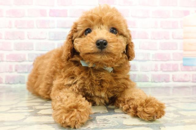 東京都のトイプードル(トイ) (Coo&RIKU板橋店/2025年12月8日生まれ/男の子/レッド)の子犬の3枚目の画像