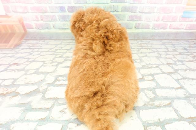 東京都のトイプードル(トイ) (Coo&RIKU板橋店/2025年12月8日生まれ/男の子/レッド)の子犬の4枚目の画像