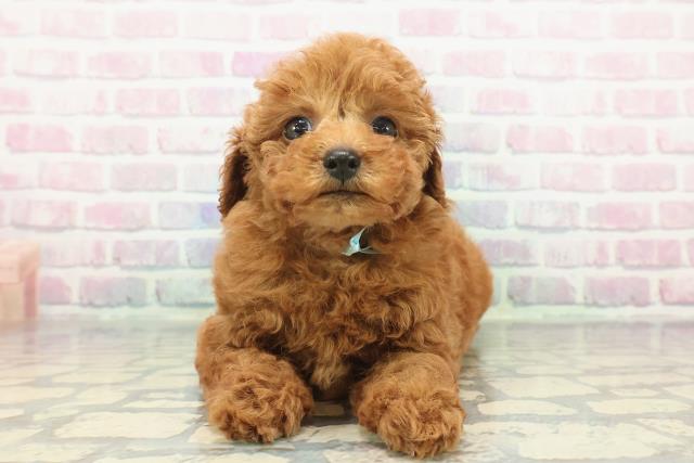 千葉県のトイプードル(トイ) (Coo&RIKU流山店/2025年12月8日生まれ/男の子/レッド)の子犬の1枚目の画像