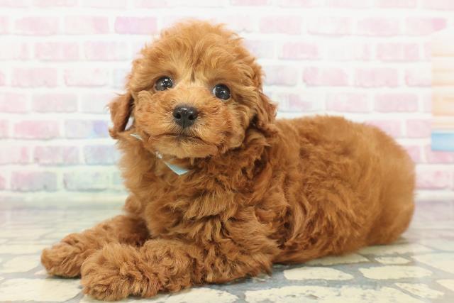 千葉県のトイプードル(トイ) (Coo&RIKU流山店/2025年12月8日生まれ/男の子/レッド)の子犬の2枚目の画像