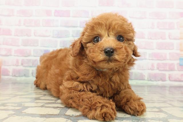 千葉県のトイプードル(トイ) (Coo&RIKU流山店/2025年12月8日生まれ/男の子/レッド)の子犬の3枚目の画像