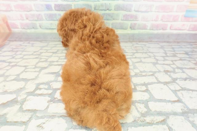 千葉県のトイプードル(トイ) (Coo&RIKU流山店/2025年12月8日生まれ/男の子/レッド)の子犬の4枚目の画像
