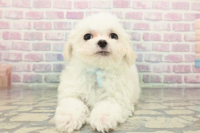 群馬県のマルチーズ (Coo&RIKUDCM館林店/2025年12月8日生まれ/男の子/ホワイト)の子犬