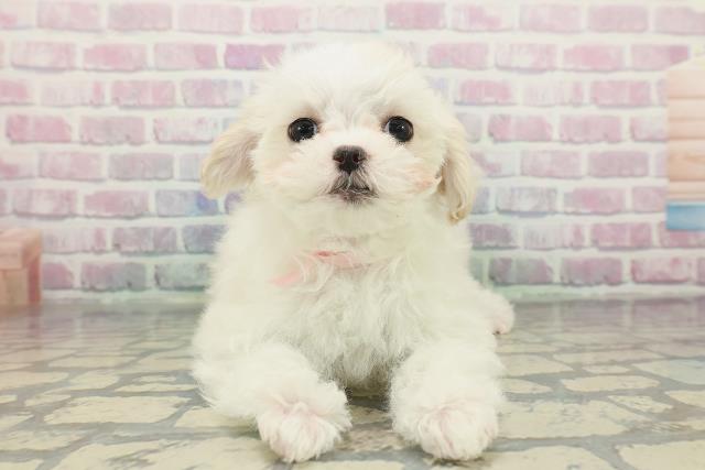 神奈川県のマルチーズ (Coo&RIKU藤沢店/2025年12月8日生まれ/女の子/ホワイト)の子犬の1枚目の画像