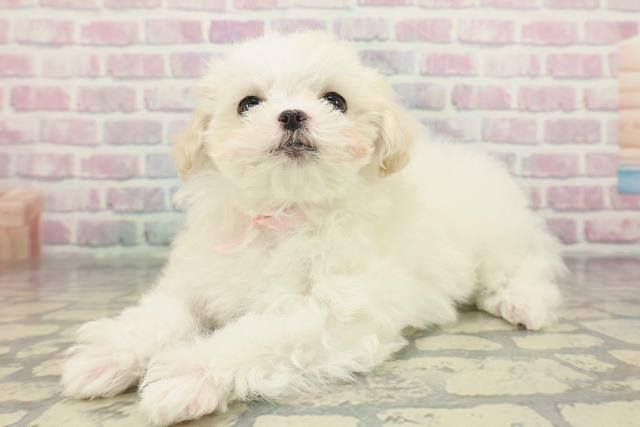 神奈川県のマルチーズ (Coo&RIKU藤沢店/2025年12月8日生まれ/女の子/ホワイト)の子犬の2枚目の画像