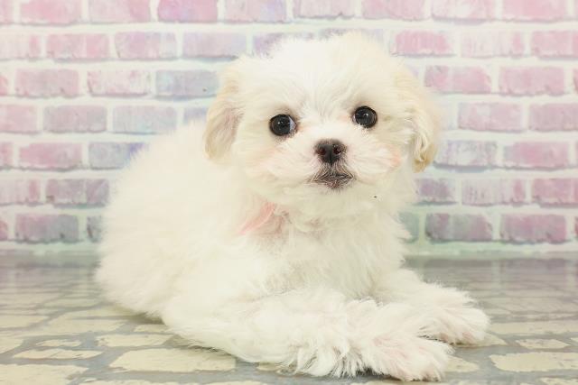 神奈川県のマルチーズ (Coo&RIKU藤沢店/2025年12月8日生まれ/女の子/ホワイト)の子犬の3枚目の画像