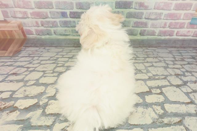 神奈川県のマルチーズ (Coo&RIKU藤沢店/2025年12月8日生まれ/女の子/ホワイト)の子犬の4枚目の画像