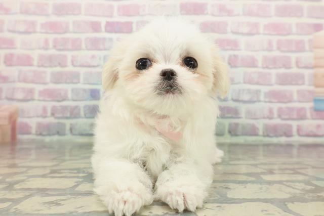 千葉県のマルチーズ (Coo&RIKU若葉都賀店/2025年12月8日生まれ/女の子/ホワイト)の子犬の1枚目の画像