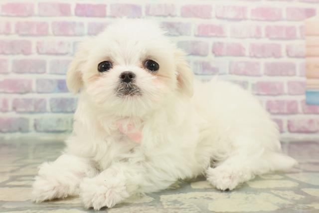 千葉県のマルチーズ (Coo&RIKU若葉都賀店/2025年12月8日生まれ/女の子/ホワイト)の子犬の2枚目の画像