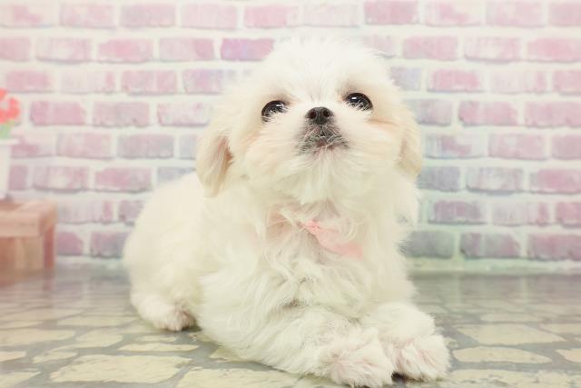 千葉県のマルチーズ (Coo&RIKU若葉都賀店/2025年12月8日生まれ/女の子/ホワイト)の子犬の3枚目の画像