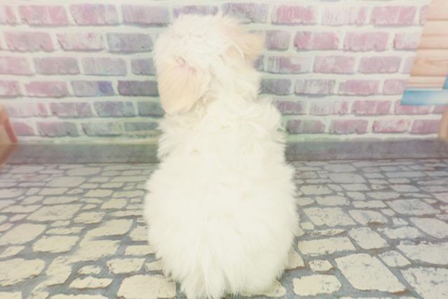 千葉県のマルチーズ (Coo&RIKU若葉都賀店/2025年12月8日生まれ/女の子/ホワイト)の子犬の4枚目の画像