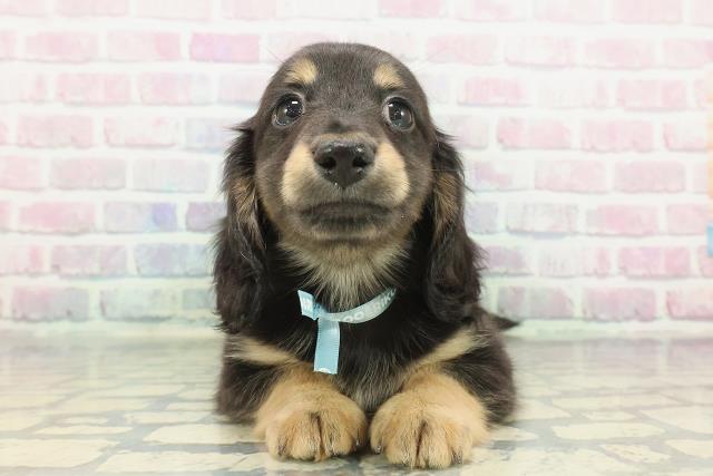 東京都のミニチュアダックスフンド(ロング) (Coo&RIKU足立本店/2025年12月9日生まれ/男の子/ブラックタン)の子犬