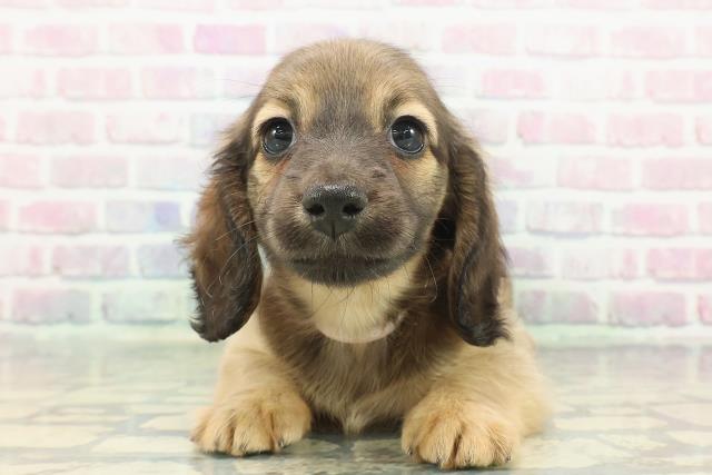 ミニチュア・ダックスフンド