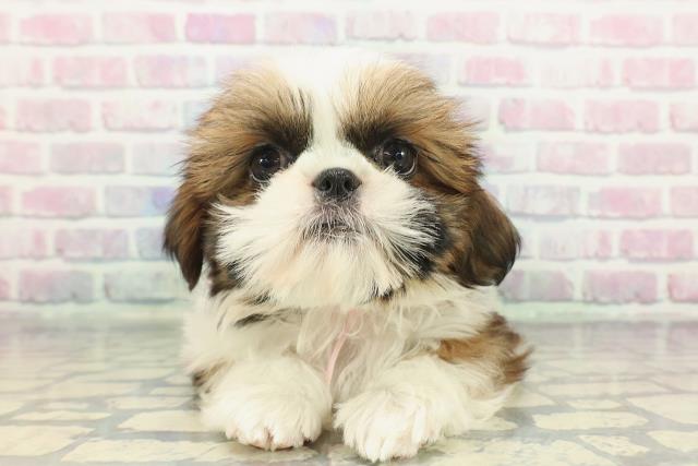 千葉県のシーズー (Coo&RIKU若葉都賀店/2025年11月19日生まれ/女の子/ホワイトゴールド)の子犬の1枚目の画像