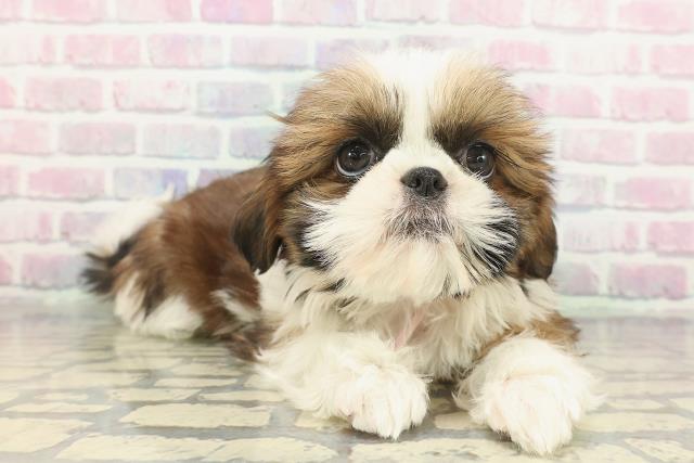 千葉県のシーズー (Coo&RIKU若葉都賀店/2025年11月19日生まれ/女の子/ホワイトゴールド)の子犬の3枚目の画像