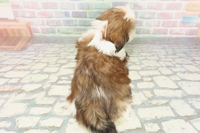 千葉県のシーズー (Coo&RIKU若葉都賀店/2025年11月19日生まれ/女の子/ホワイトゴールド)の子犬の4枚目の画像