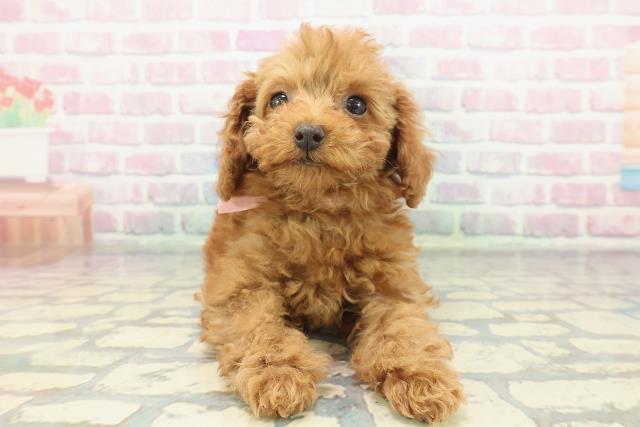 茨城県のトイプードル(トイ) (Coo&RIKU水戸店/2025年11月21日生まれ/女の子/レッド)の子犬の1枚目の画像