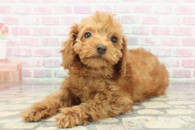 茨城県のトイプードル(トイ) (Coo&RIKU水戸店/2025年11月21日生まれ/女の子/レッド)の子犬の2枚目の画像