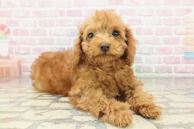 茨城県のトイプードル(トイ) (Coo&RIKU水戸店/2025年11月21日生まれ/女の子/レッド)の子犬の3枚目の画像