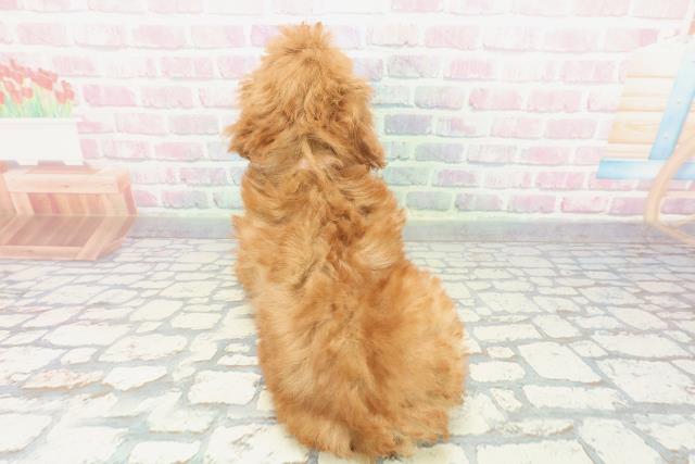 茨城県のトイプードル(トイ) (Coo&RIKU水戸店/2025年11月21日生まれ/女の子/レッド)の子犬の4枚目の画像