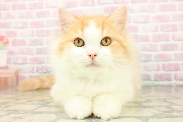 埼玉県のラガマフィン (Coo&RIKU川越店/2025年9月24日生まれ/男の子/レッドタビーホワイト)の子猫の1枚目の画像