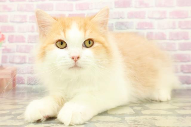 埼玉県のラガマフィン (Coo&RIKU川越店/2025年9月24日生まれ/男の子/レッドタビーホワイト)の子猫の2枚目の画像