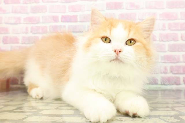 埼玉県のラガマフィン (Coo&RIKU川越店/2025年9月24日生まれ/男の子/レッドタビーホワイト)の子猫の3枚目の画像