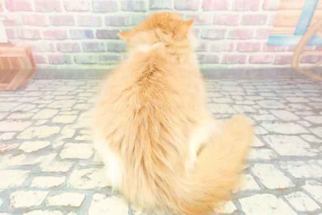 埼玉県のラガマフィン (Coo&RIKU川越店/2025年9月24日生まれ/男の子/レッドタビーホワイト)の子猫の4枚目の画像