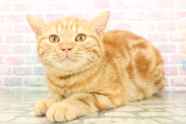 神奈川県のスコティッシュフォールド (Coo&RIKU江の島店/2025年9月14日生まれ/男の子/レッドタビー)の子猫の2枚目の画像