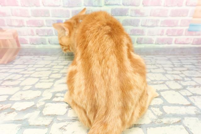 神奈川県のスコティッシュフォールド (Coo&RIKU江の島店/2025年9月14日生まれ/男の子/レッドタビー)の子猫の4枚目の画像