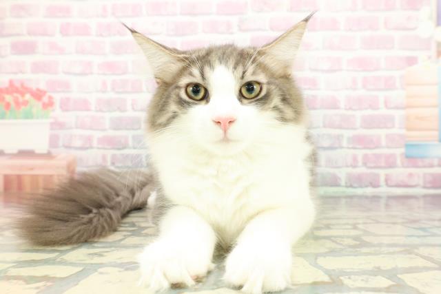 埼玉県のノルウェージャンフォレストキャット (Coo&RIKU所沢店/2025年8月19日生まれ/男の子/ブルータビーホワイト)の子猫の1枚目の画像