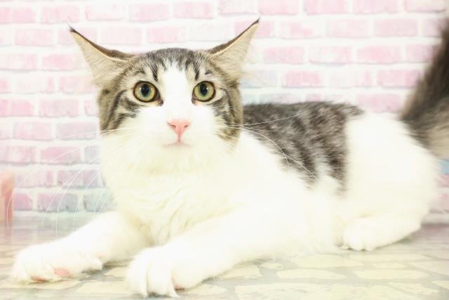 東京都のノルウェージャンフォレストキャット (Coo&RIKU板橋店/2025年8月19日生まれ/男の子/ブラウンタビーホワイト)の子猫の2枚目の画像