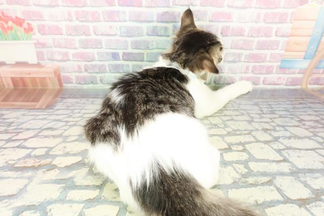 東京都のノルウェージャンフォレストキャット (Coo&RIKU板橋店/2025年8月19日生まれ/男の子/ブラウンタビーホワイト)の子猫の4枚目の画像