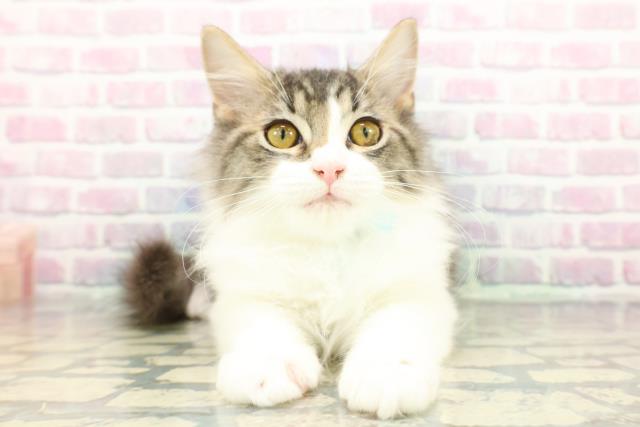 栃木県のラガマフィン (Coo&RIKU小山店/2025年9月24日生まれ/男の子/ブラウンタビーホワイト)の子猫の1枚目の画像