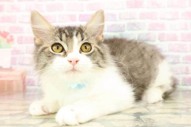 栃木県のラガマフィン (Coo&RIKU小山店/2025年9月24日生まれ/男の子/ブラウンタビーホワイト)の子猫の2枚目の画像