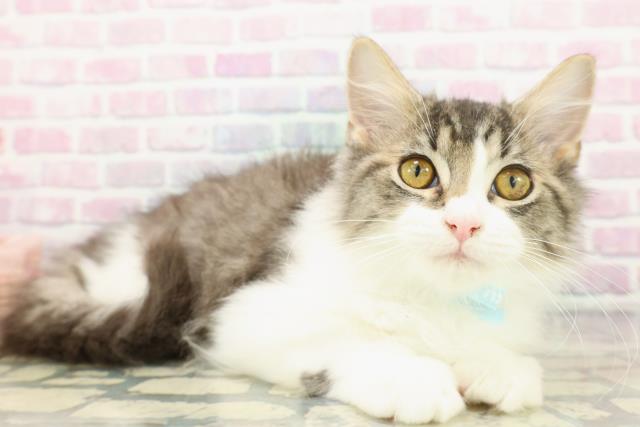 栃木県のラガマフィン (Coo&RIKU小山店/2025年9月24日生まれ/男の子/ブラウンタビーホワイト)の子猫の3枚目の画像