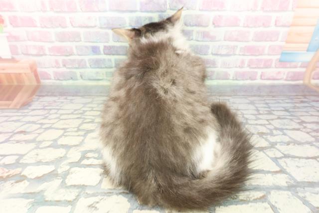 栃木県のラガマフィン (Coo&RIKU小山店/2025年9月24日生まれ/男の子/ブラウンタビーホワイト)の子猫の4枚目の画像