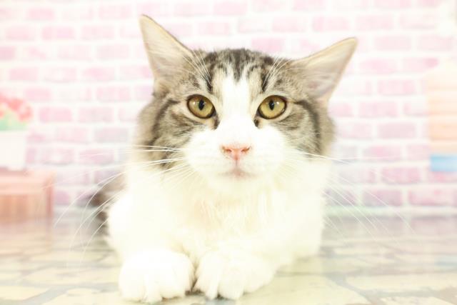 栃木県のラガマフィン (Coo&RIKUFKDインターパーク店/2025年9月24日生まれ/女の子/ブラウンタビーホワイト)の子猫の1枚目の画像