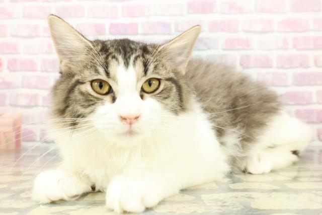 栃木県のラガマフィン (Coo&RIKUFKDインターパーク店/2025年9月24日生まれ/女の子/ブラウンタビーホワイト)の子猫の2枚目の画像