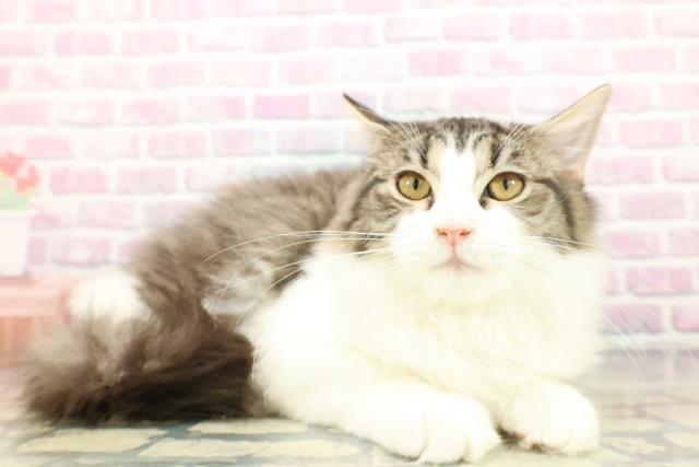 栃木県のラガマフィン (Coo&RIKUFKDインターパーク店/2025年9月24日生まれ/女の子/ブラウンタビーホワイト)の子猫の3枚目の画像