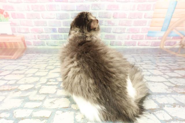 栃木県のラガマフィン (Coo&RIKUFKDインターパーク店/2025年9月24日生まれ/女の子/ブラウンタビーホワイト)の子猫の4枚目の画像