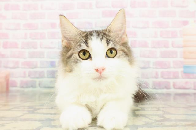 茨城県のラガマフィン (Coo&RIKU石岡店/2025年9月24日生まれ/女の子/ブラウンタビーホワイト)の子猫の1枚目の画像