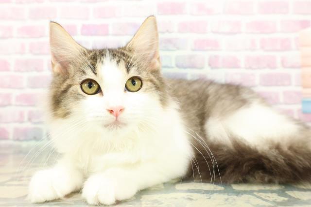 茨城県のラガマフィン (Coo&RIKU石岡店/2025年9月24日生まれ/女の子/ブラウンタビーホワイト)の子猫の2枚目の画像