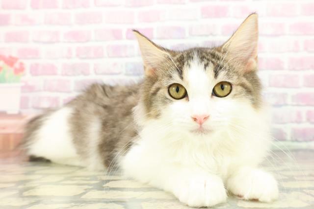 茨城県のラガマフィン (Coo&RIKU石岡店/2025年9月24日生まれ/女の子/ブラウンタビーホワイト)の子猫の3枚目の画像