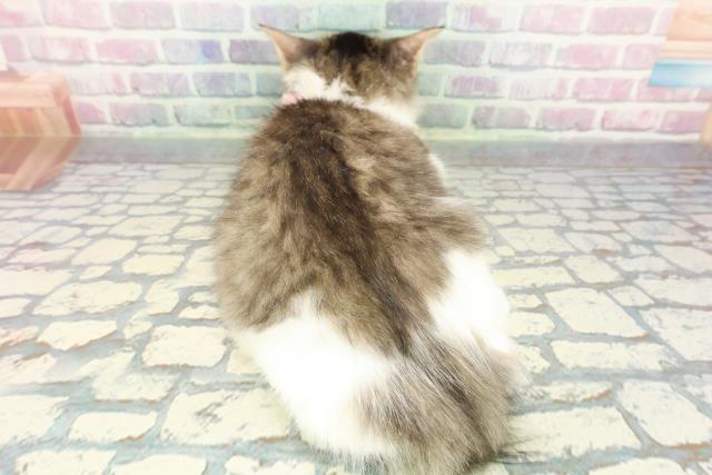 茨城県のラガマフィン (Coo&RIKU石岡店/2025年9月24日生まれ/女の子/ブラウンタビーホワイト)の子猫の4枚目の画像