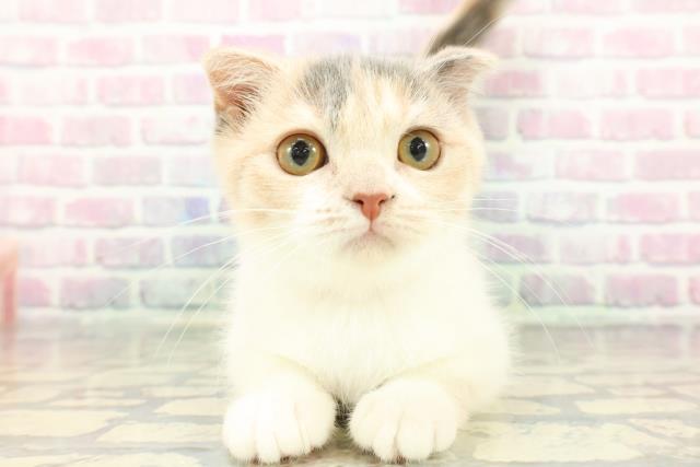 東京都のスコティッシュフォールド (Coo&RIKU板橋店/2025年10月2日生まれ/女の子/ダイリュートキャリコ)の子猫の1枚目の画像