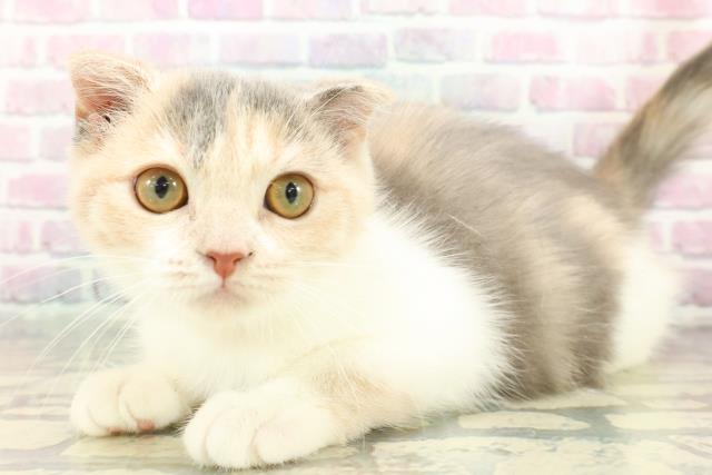 東京都のスコティッシュフォールド (Coo&RIKU板橋店/2025年10月2日生まれ/女の子/ダイリュートキャリコ)の子猫の2枚目の画像